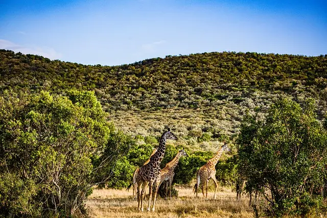 Nairobi national park