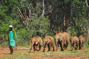 Baby elephant centre at Nairobi National Park