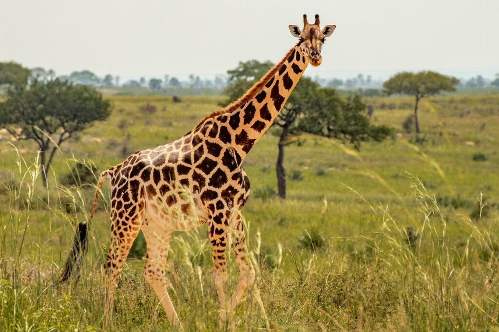 The giraffe centre in Nairobi