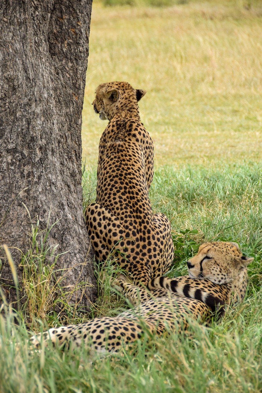 safari parks