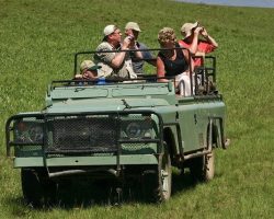 Safari Jeep car