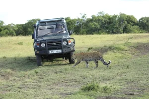 safari-land cruiser