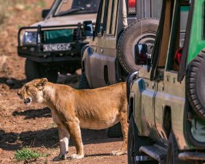 Safari Land cruiser 4wd